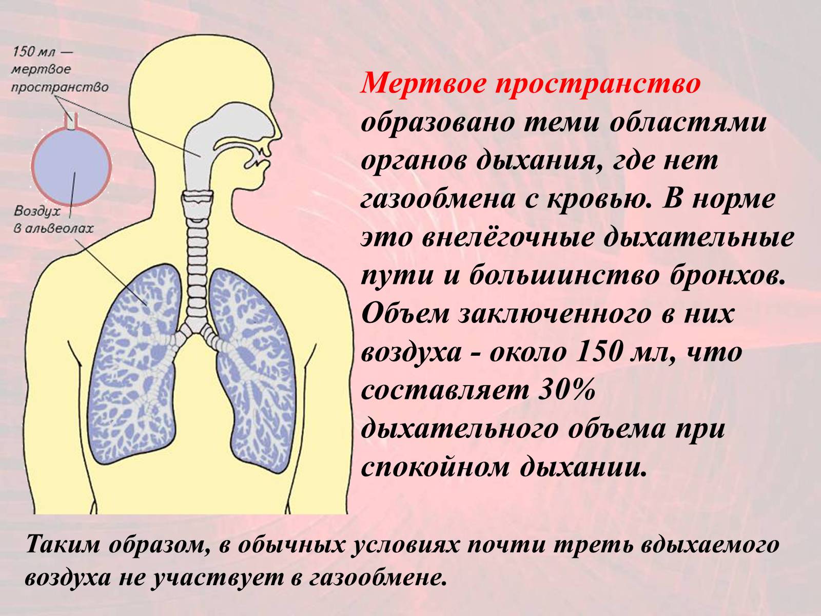 Презентація на тему «Газообмен в лёгких и тканях» - Слайд #8