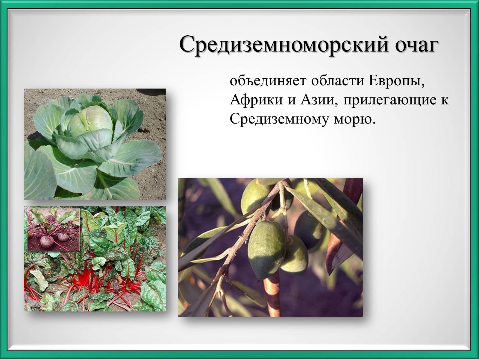 Презентація на тему «Центры происхождения культурных растений по Вавилову» - Слайд #6