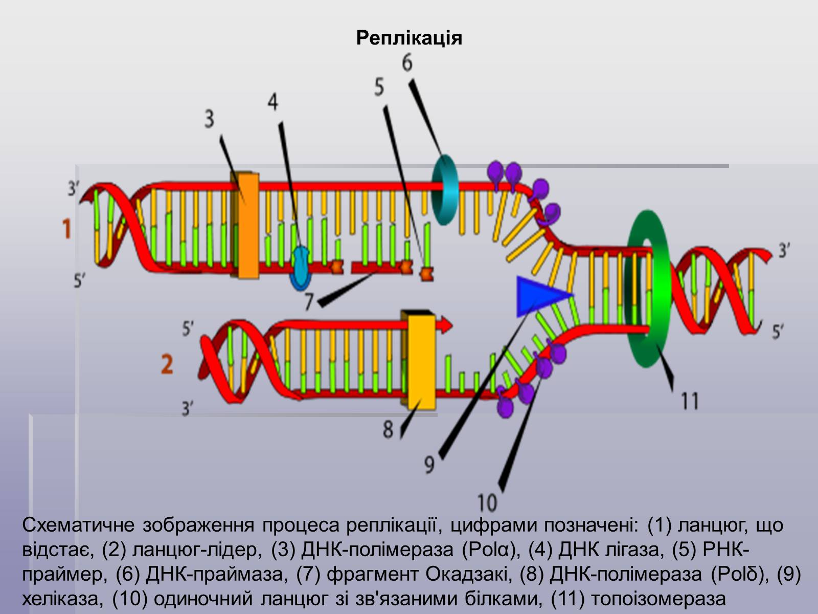 Презентація на тему «ДНК» (варіант 2) - Слайд #8