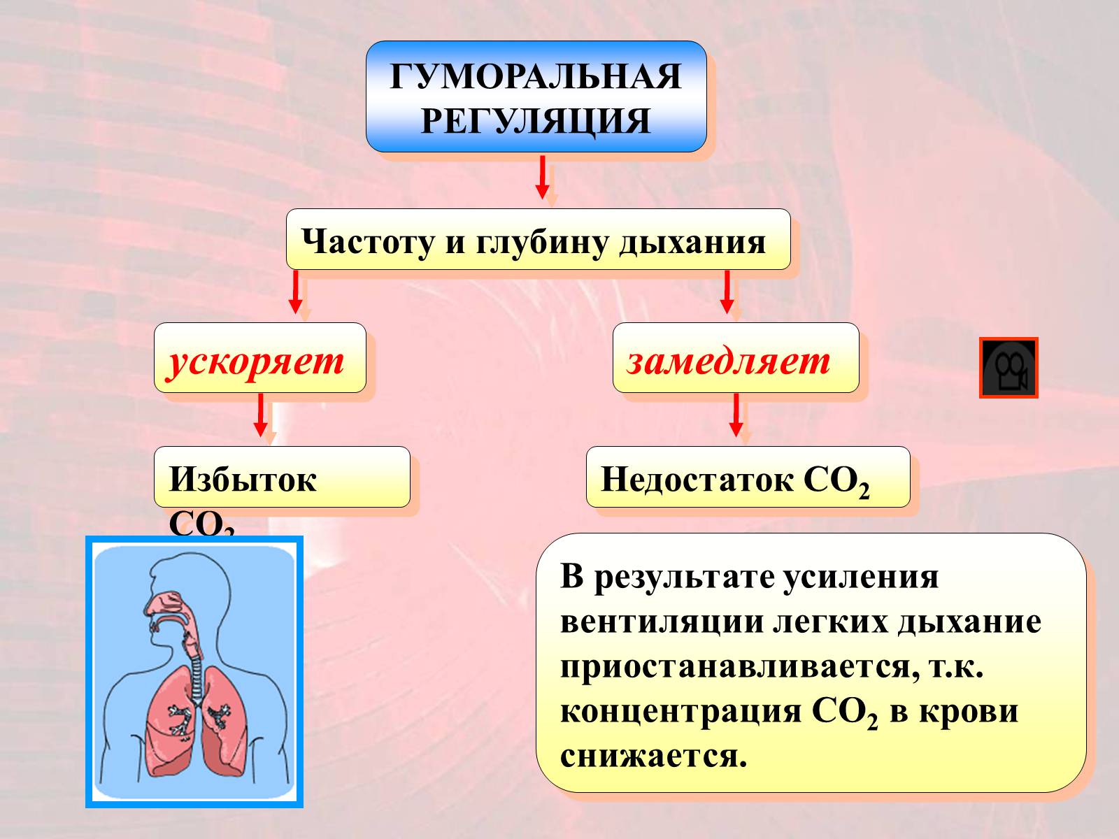 Презентація на тему «Газообмен в лёгких и тканях» - Слайд #18