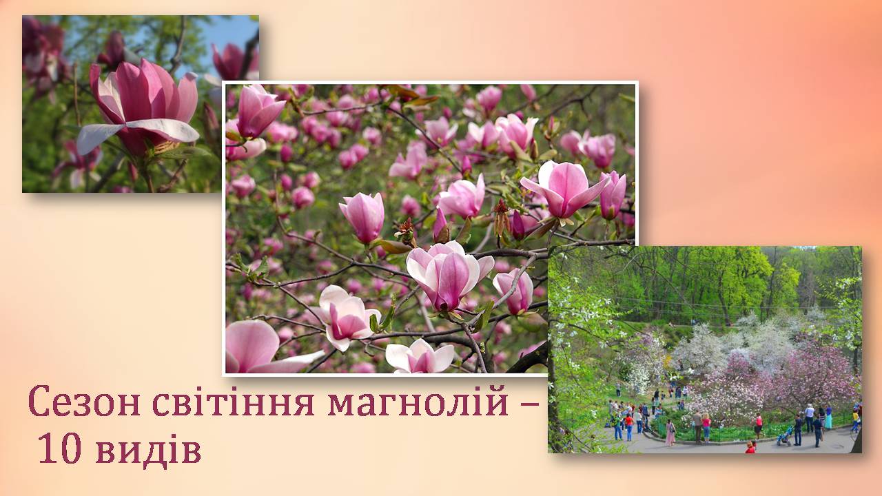 Презентація на тему «Національний ботанічний сад імені Гришка» - Слайд #12