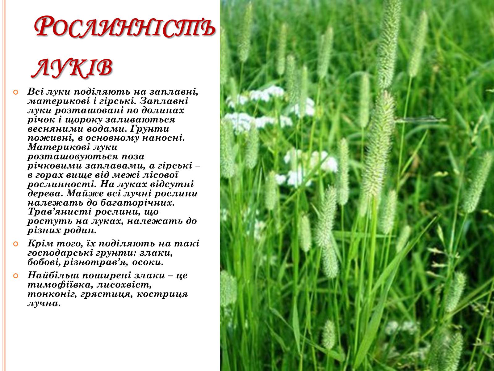 Презентація на тему «Рослинний покрив України» (варіант 2) - Слайд #19