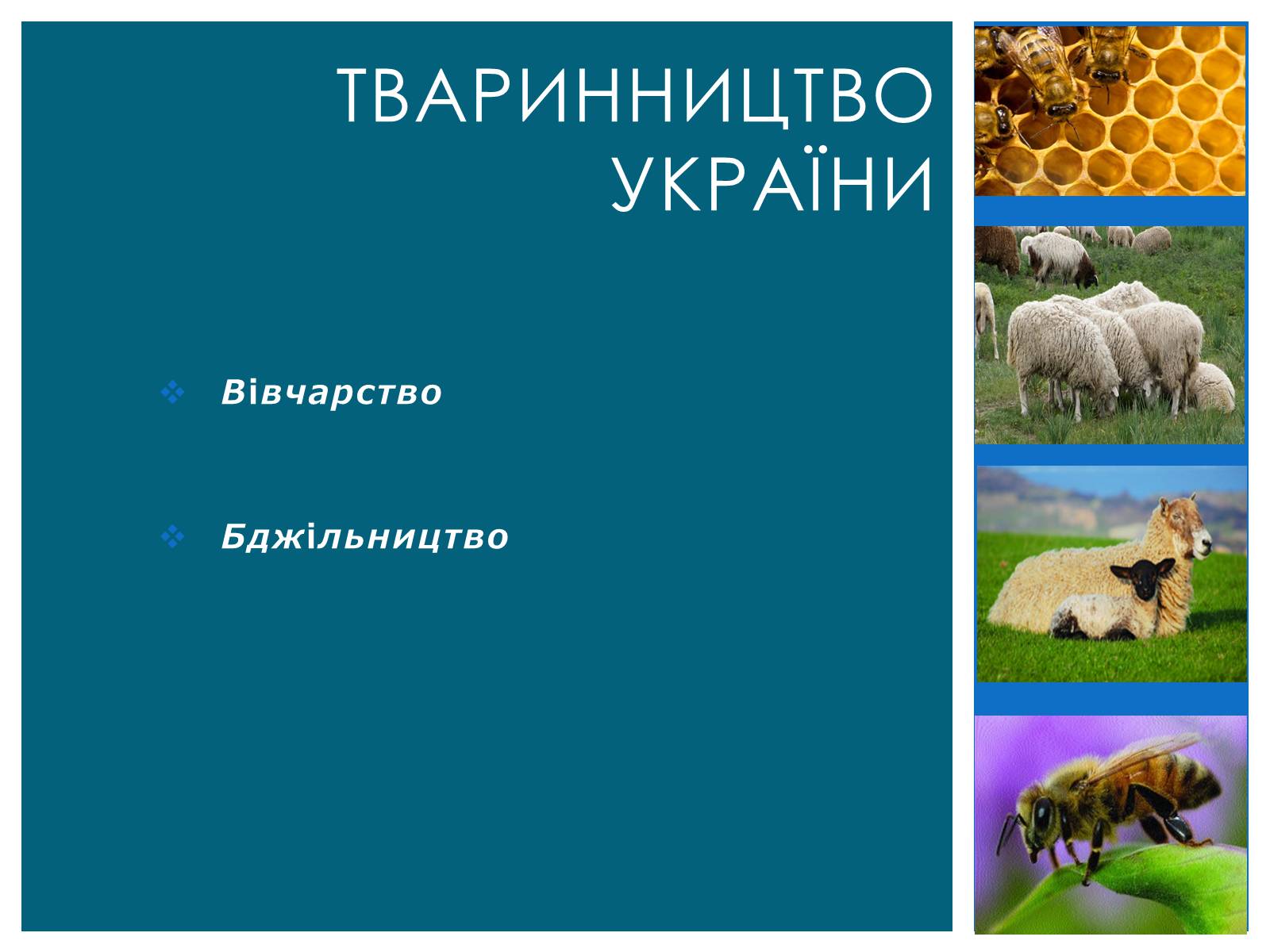 Презентація на тему «Тваринництво України» - Слайд #1