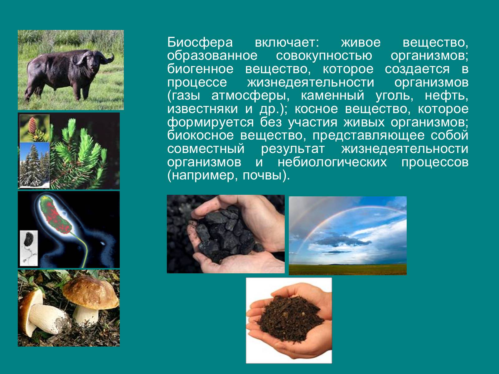 Презентація на тему «Структура биосферы» (варіант 1) - Слайд #3