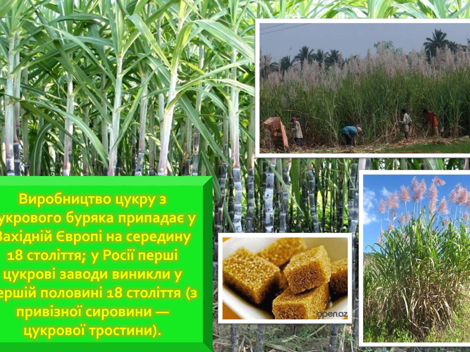 Презентація на тему «Розвиток цукрової промисловості в Україні» - Слайд #4