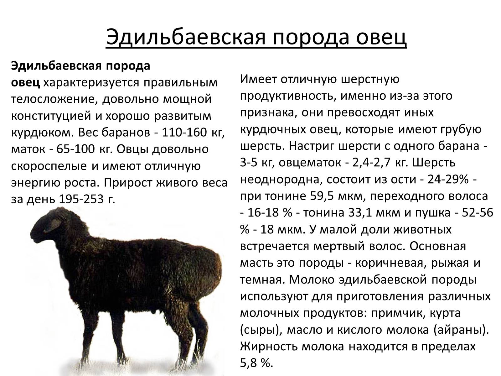 Презентація на тему «Породы овец» - Слайд #7