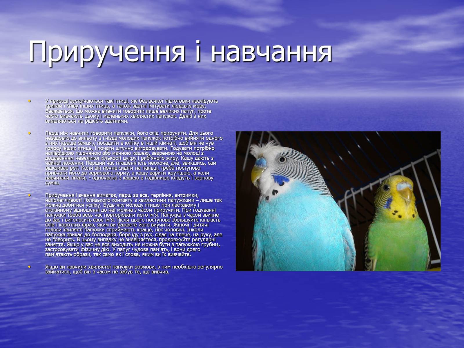 Презентація на тему «Хвилясті папуги та все про них» - Слайд #7