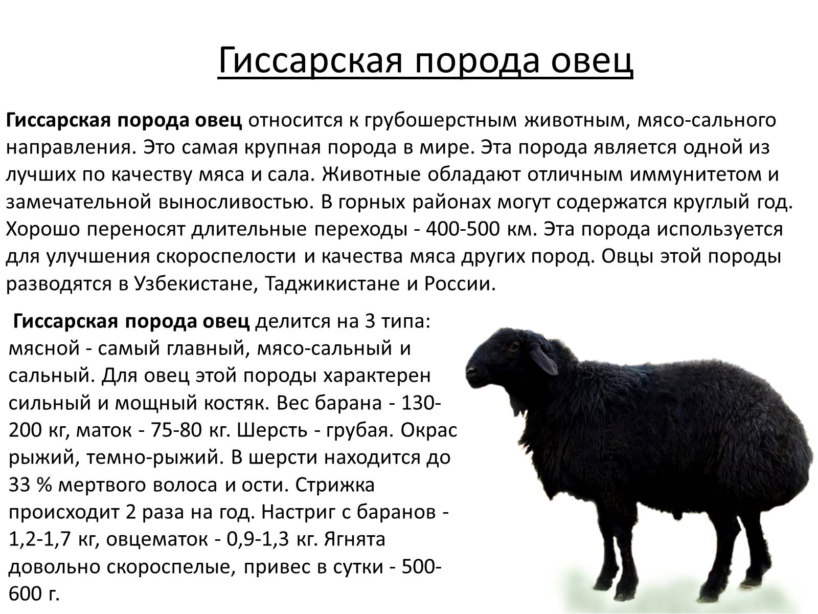 Презентація на тему «Породы овец» - Слайд #8