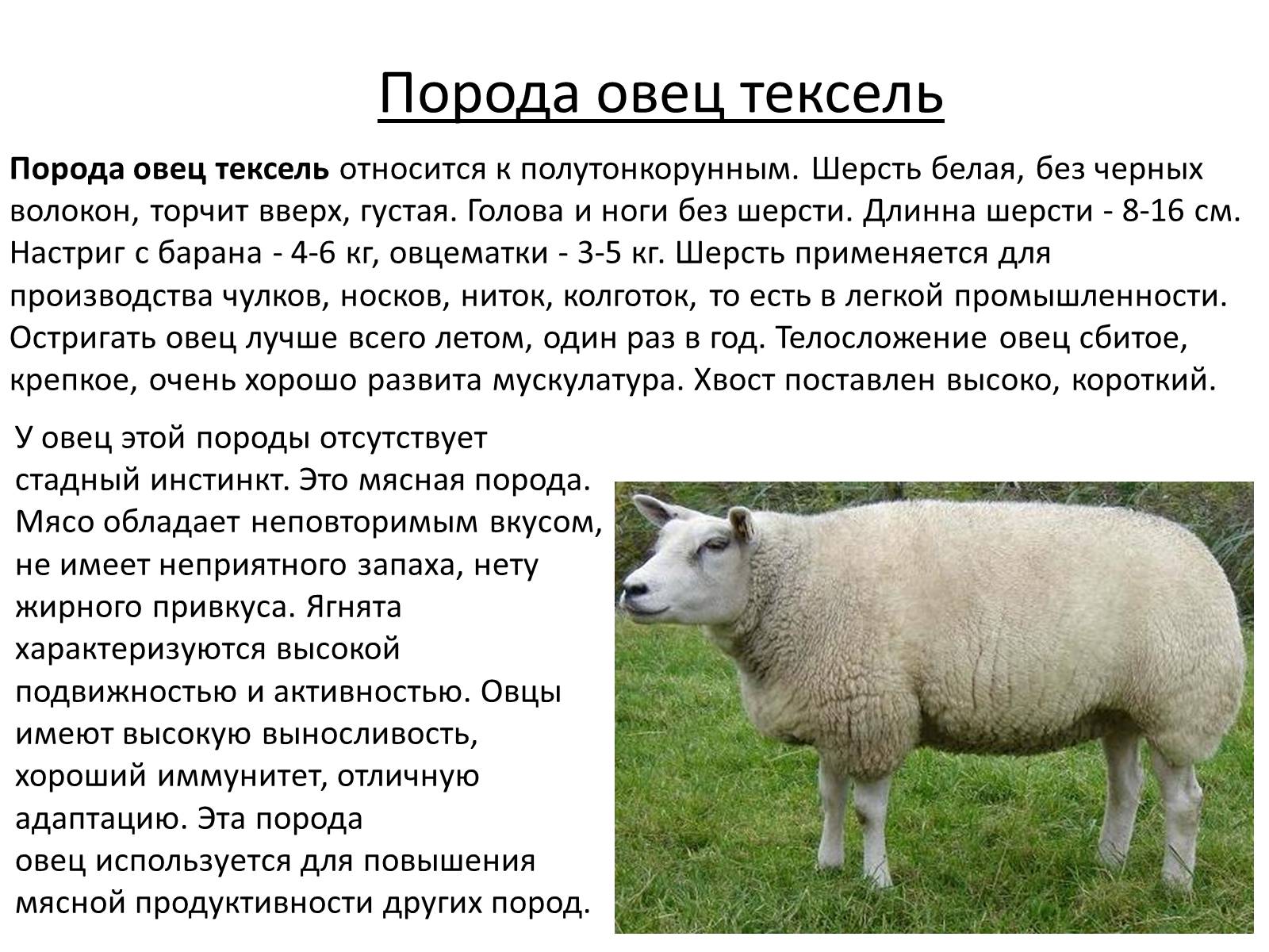 Презентація на тему «Породы овец» - Слайд #9