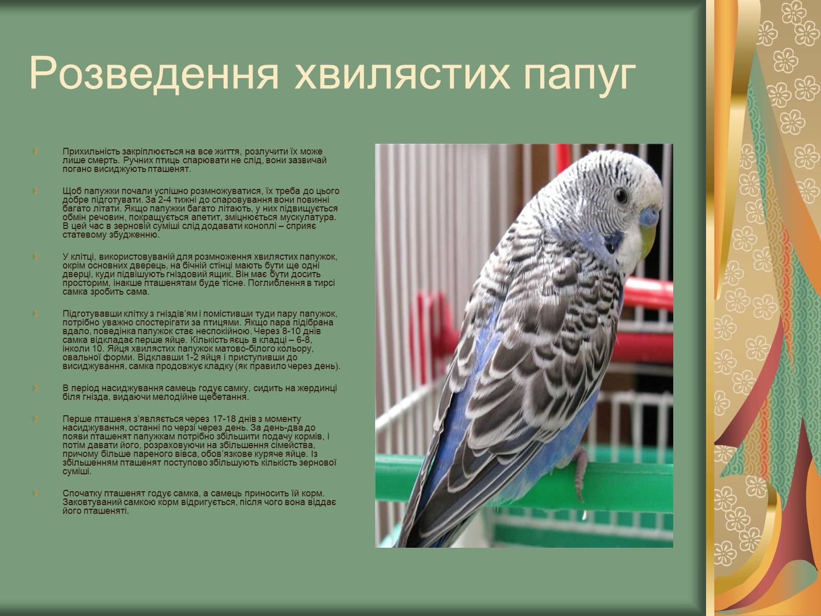 Презентація на тему «Хвилясті папуги та все про них» - Слайд #9