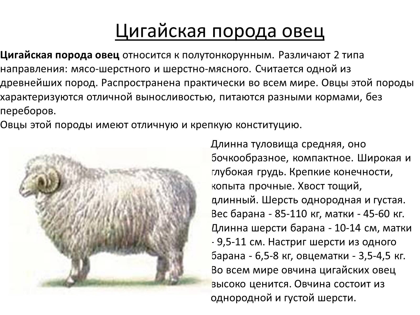 Презентація на тему «Породы овец» - Слайд #12