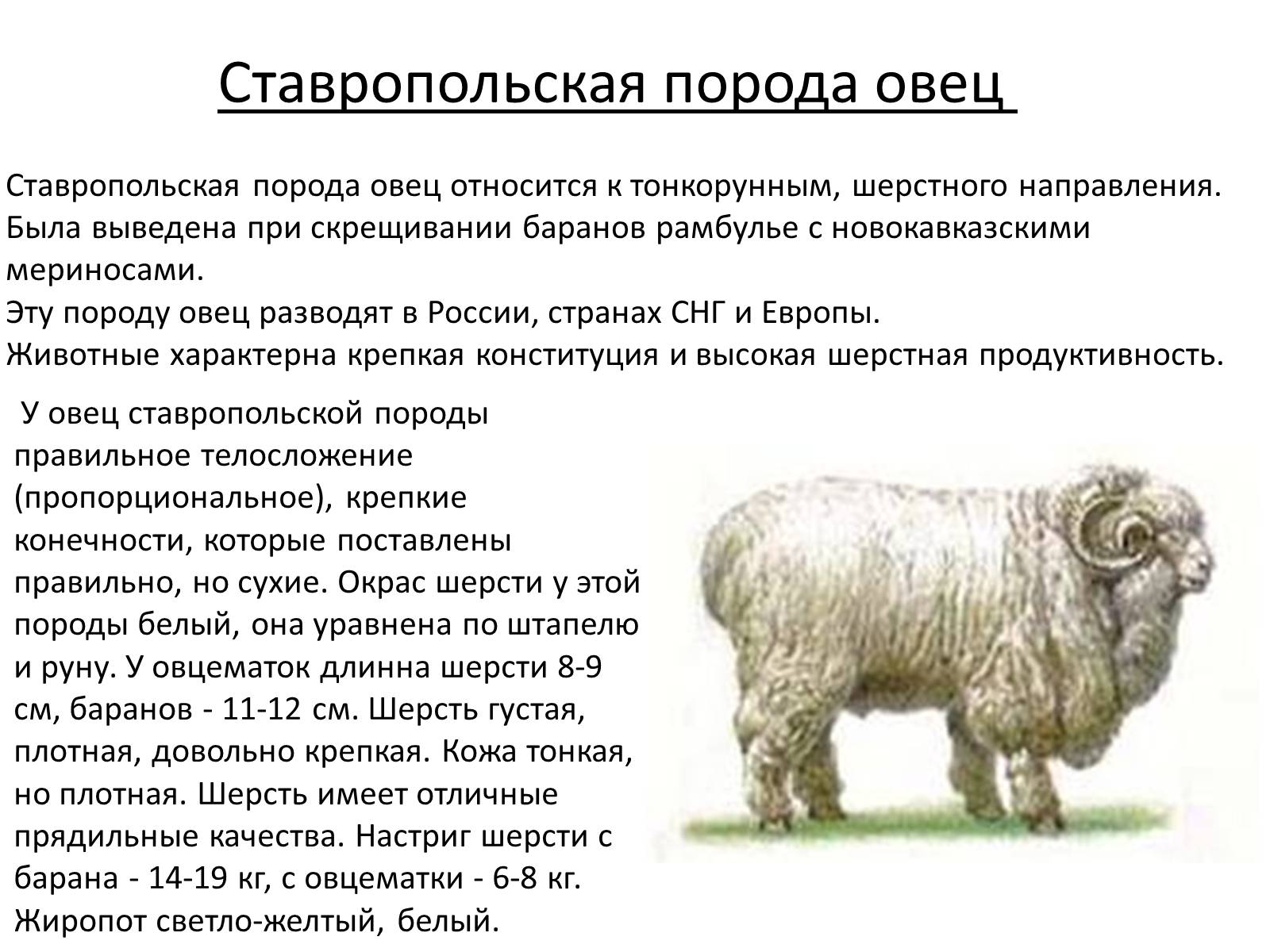 Презентація на тему «Породы овец» - Слайд #13