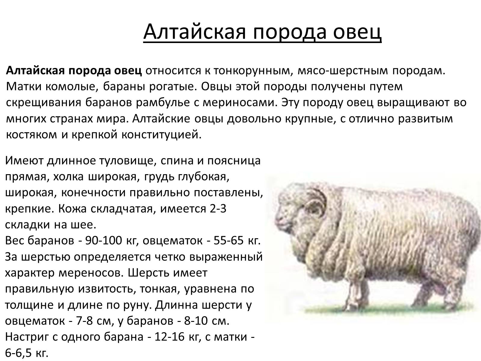 Презентація на тему «Породы овец» - Слайд #16