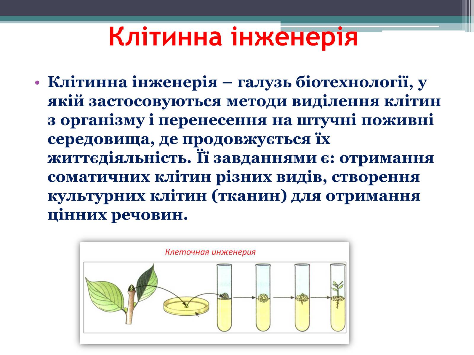Презентація на тему «Основні напрямки сучасної біотехнології» (варіант 3) - Слайд #8