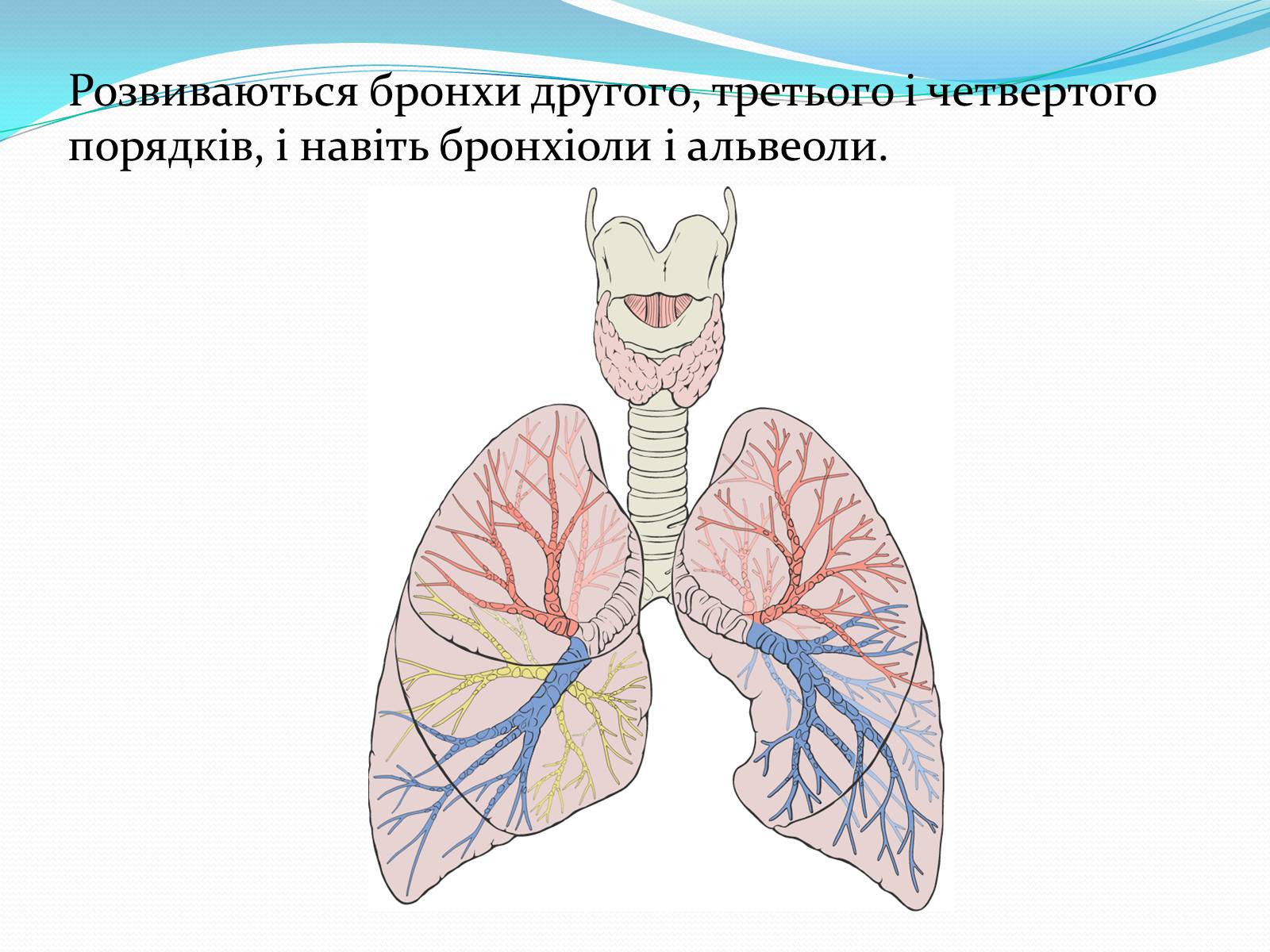Презентація на тему «Еволюція дихальної системи органів людини» - Слайд #4