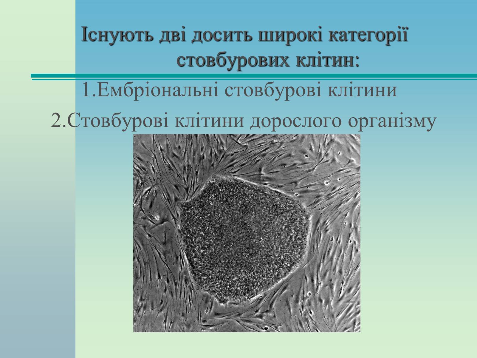 Презентація на тему «Стовбурові клітини» (варіант 2) - Слайд #5