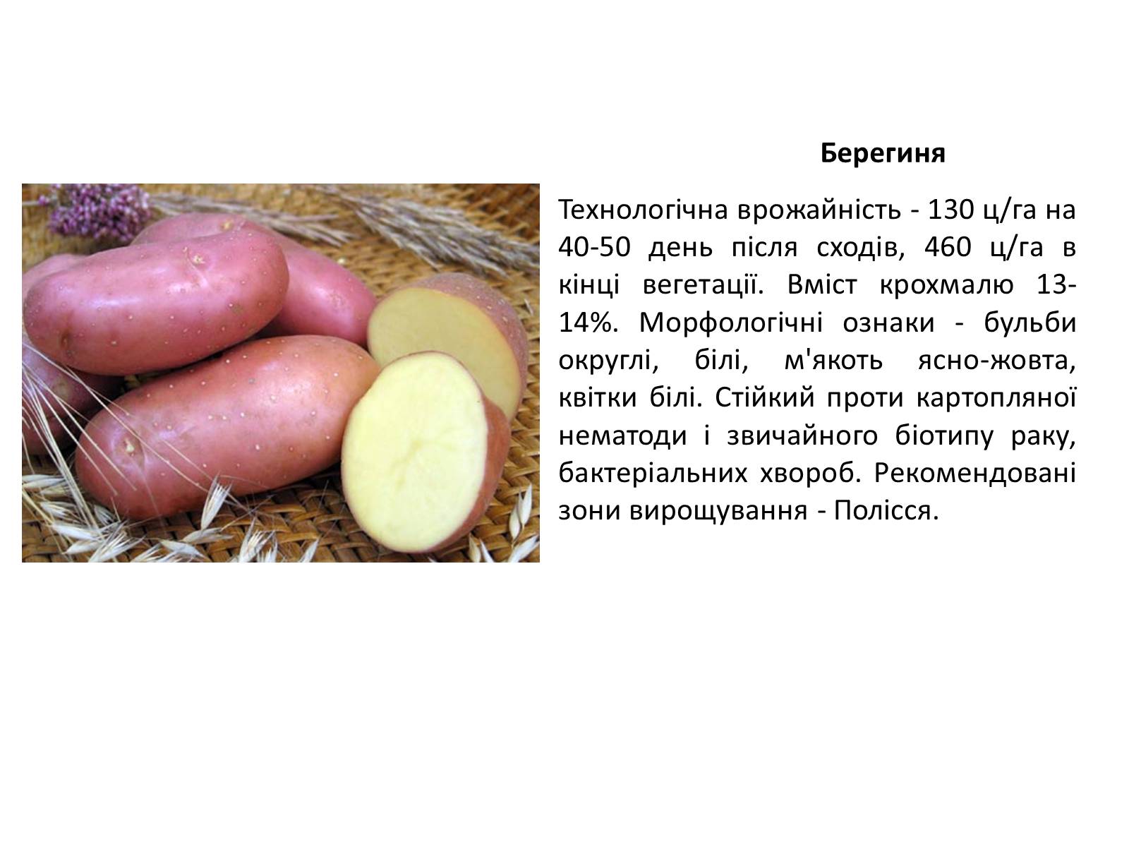 Презентація на тему «Сорти картоплі поширені в Україні» - Слайд #3