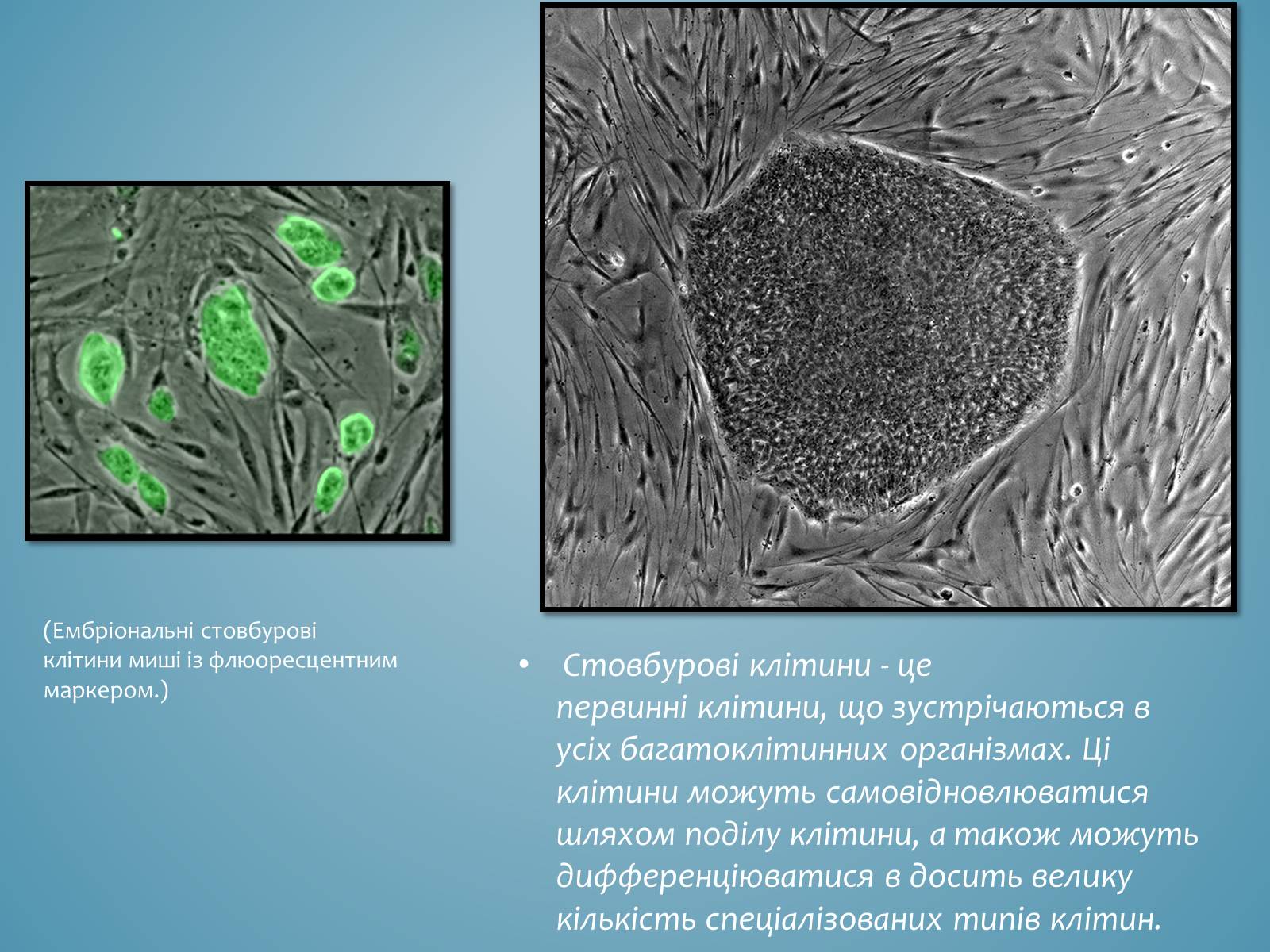 Презентація на тему «Стовбурові клітини» (варіант 3) - Слайд #2