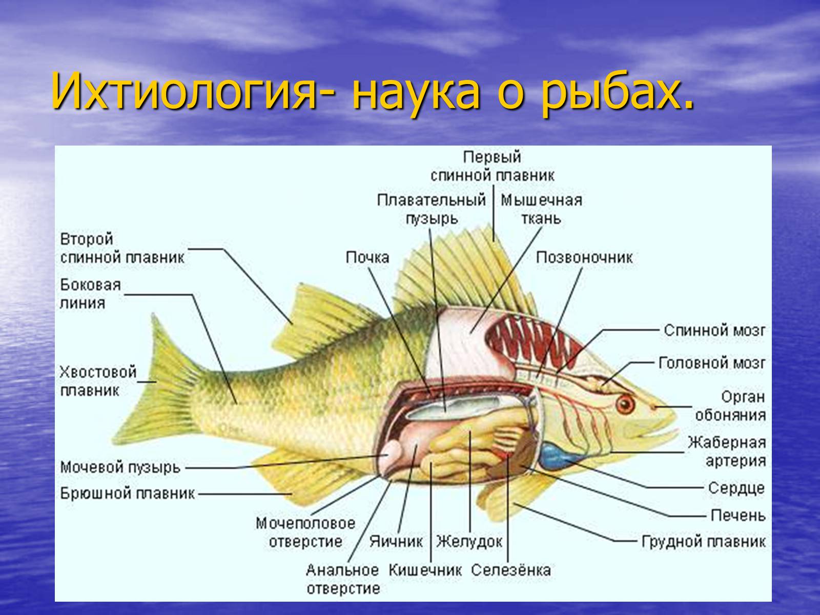 Презентація на тему «Класс хрящевые рыбы» - Слайд #4