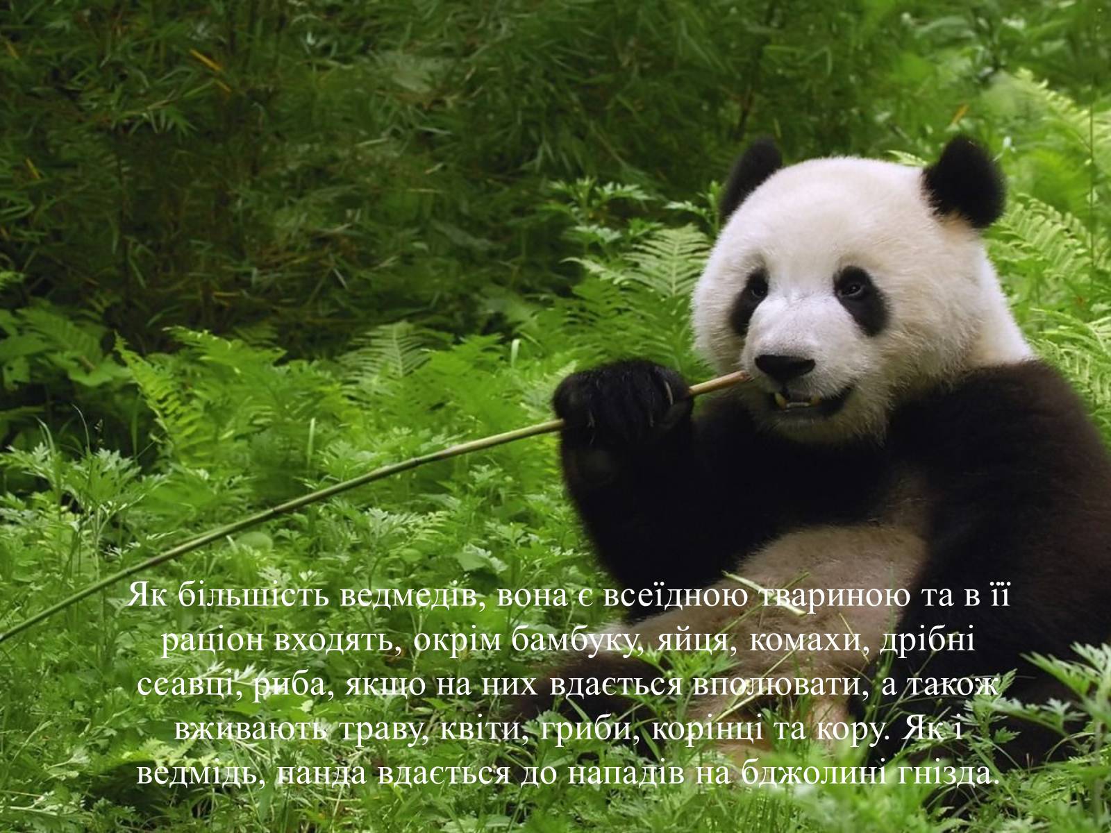 Презентація на тему «Велика панда» - Слайд #12