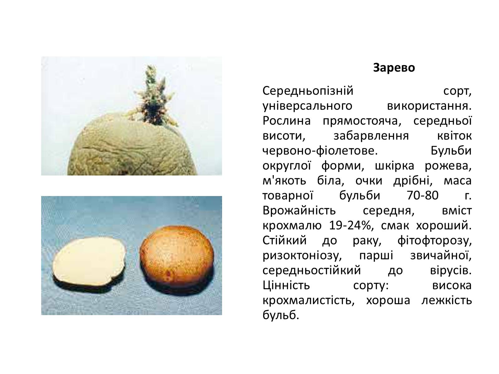 Презентація на тему «Сорти картоплі поширені в Україні» - Слайд #15