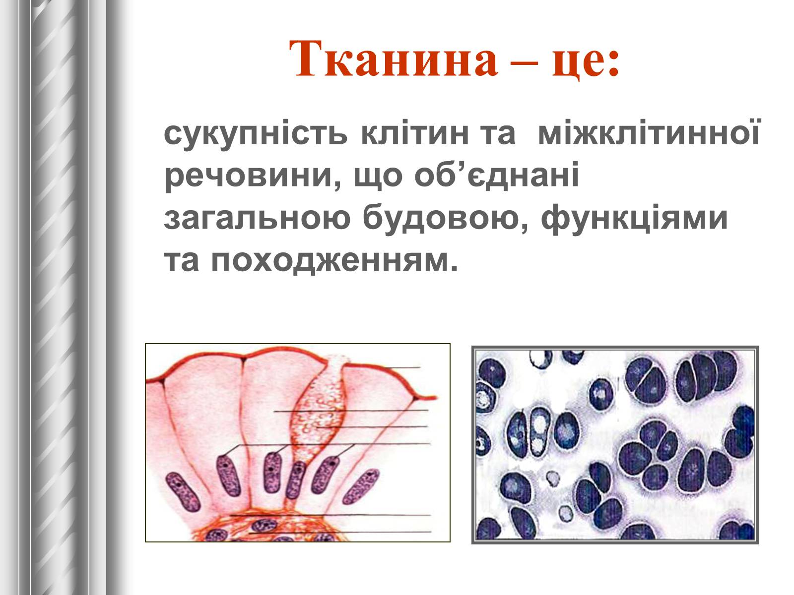Презентація на тему «Тканини тварин» (варіант 1) - Слайд #2