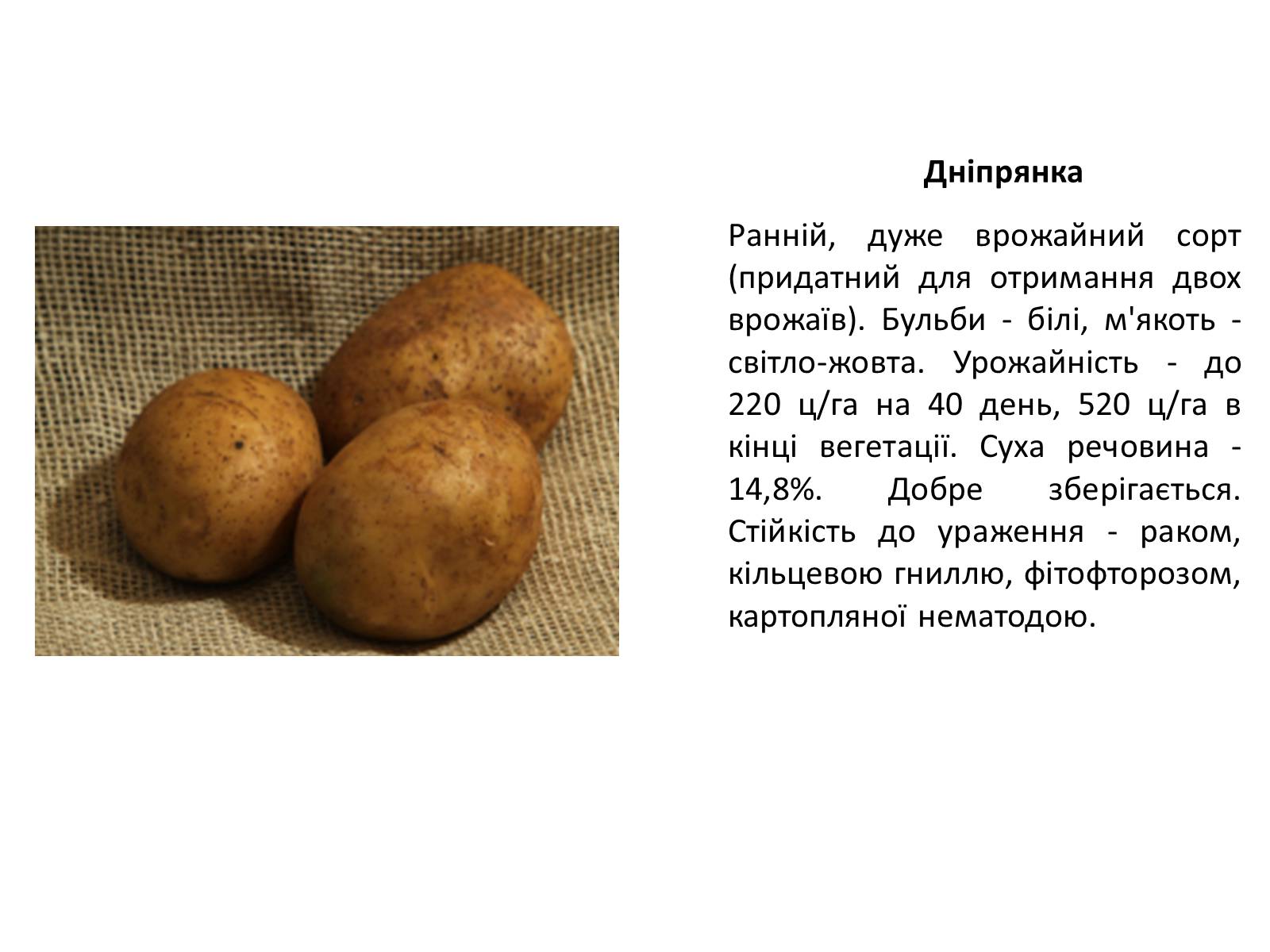 Презентація на тему «Сорти картоплі поширені в Україні» - Слайд #19