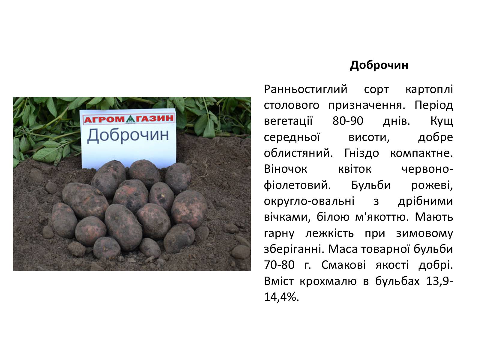 Презентація на тему «Сорти картоплі поширені в Україні» - Слайд #21
