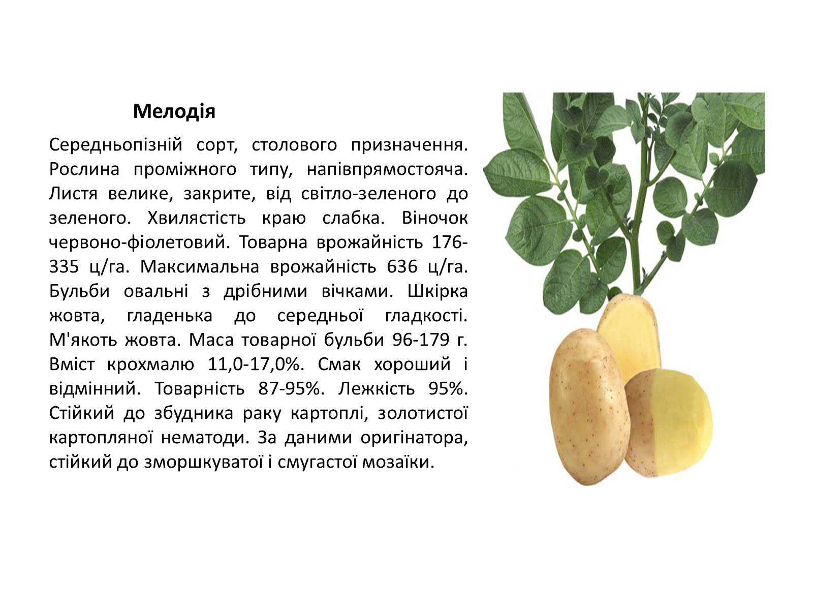 Презентація на тему «Сорти картоплі поширені в Україні» - Слайд #22