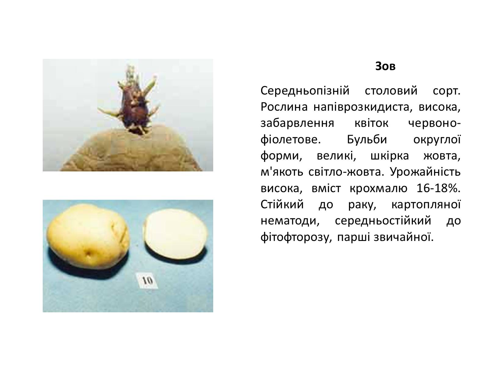 Презентація на тему «Сорти картоплі поширені в Україні» - Слайд #23