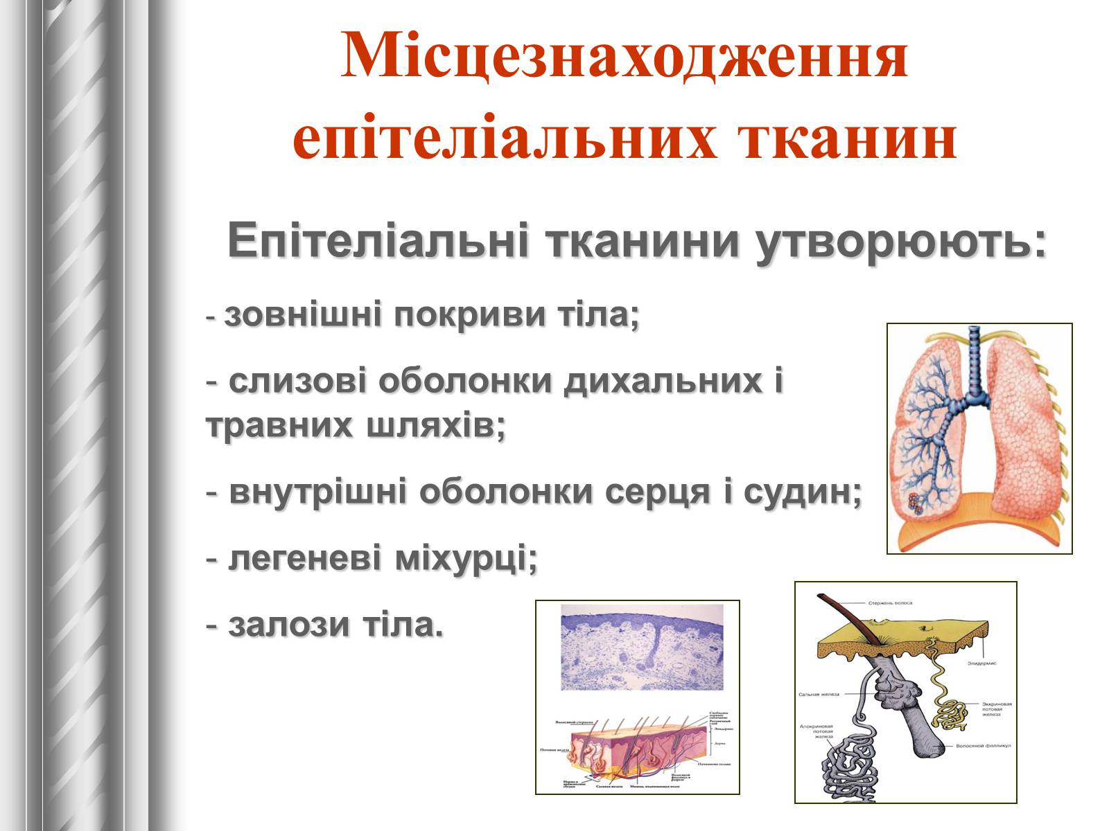 Презентація на тему «Тканини тварин» (варіант 1) - Слайд #10
