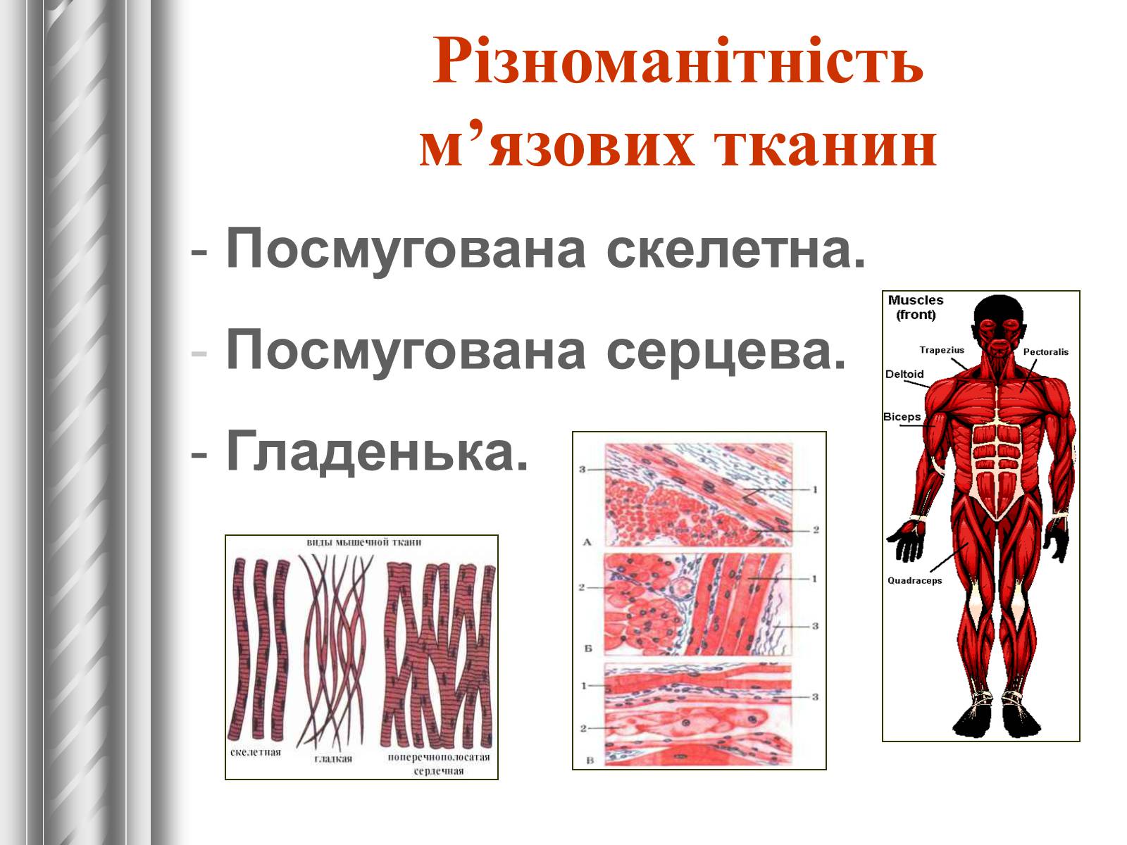 Презентація на тему «Тканини тварин» (варіант 1) - Слайд #20