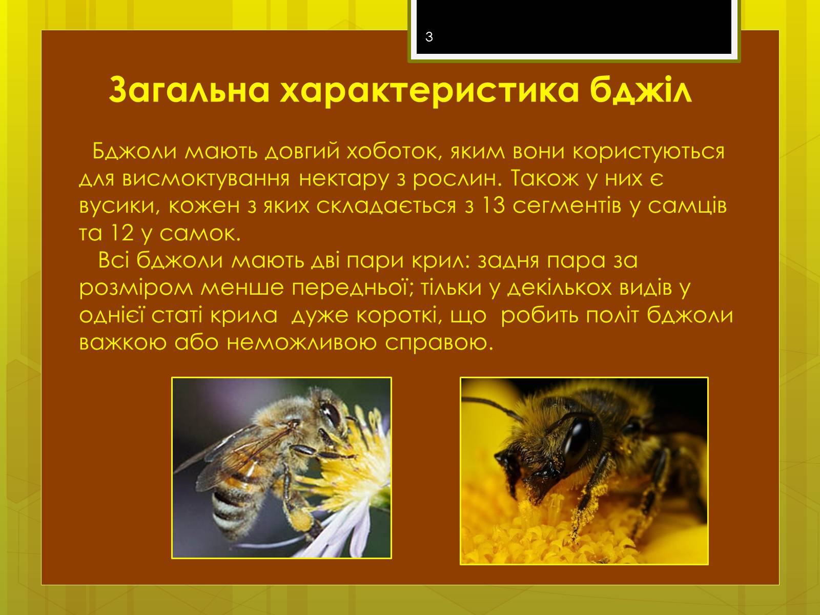 Презентація на тему «Клас комахи» - Слайд #3