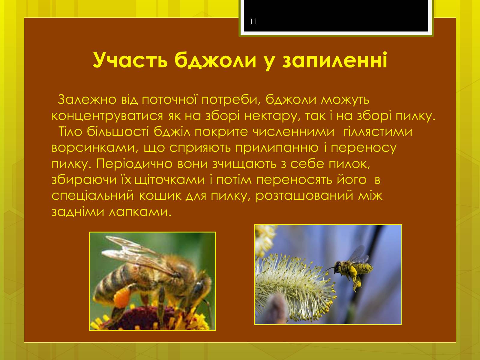 Презентація на тему «Клас комахи» - Слайд #11
