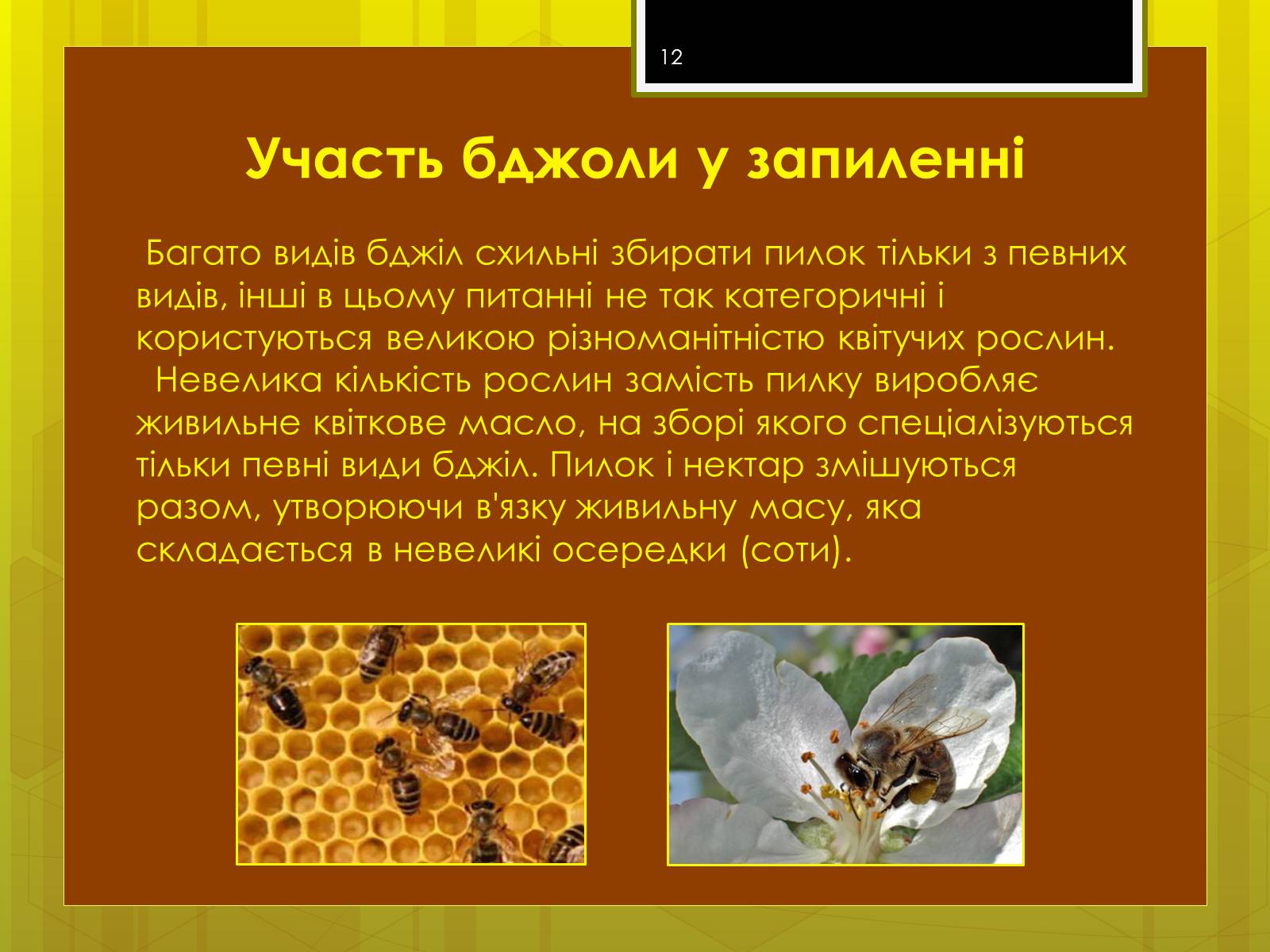 Презентація на тему «Клас комахи» - Слайд #12