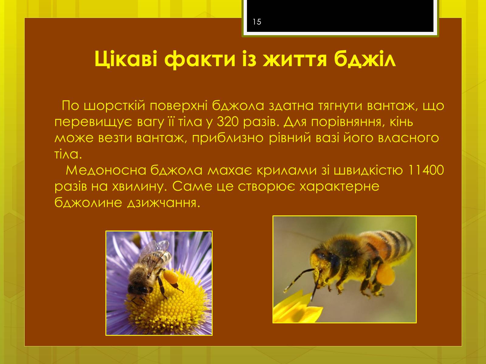 Презентація на тему «Клас комахи» - Слайд #15