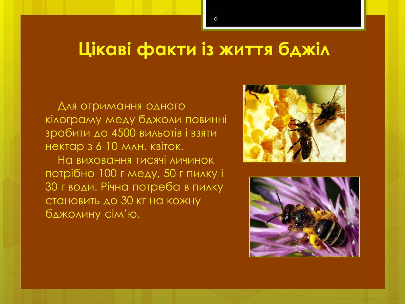 Презентація на тему «Клас комахи» - Слайд #16