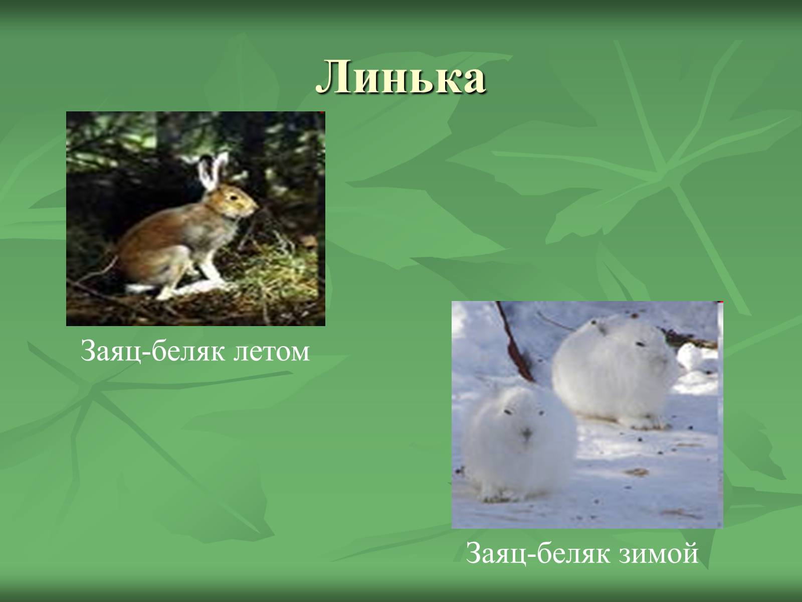 Презентація на тему «Класс Млекопитающие» (варіант 1) - Слайд #15
