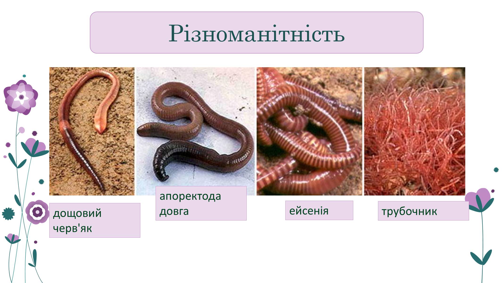 Презентація на тему «Кільчасті черви» - Слайд #19