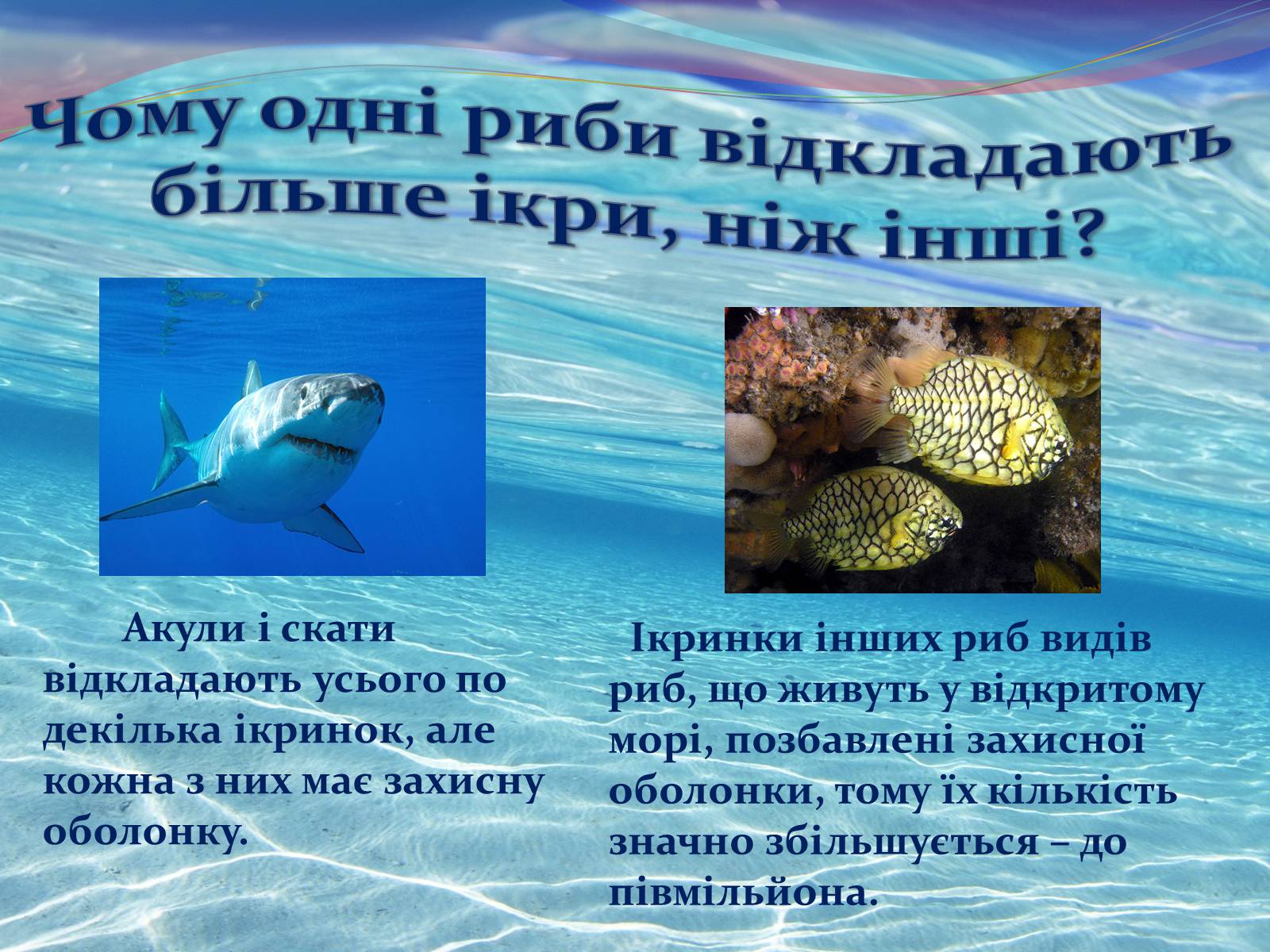 Презентація на тему «Цікаво про риб» - Слайд #4