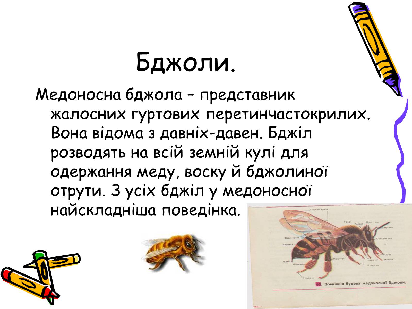 Презентація на тему «Бджоли – люди» - Слайд #3
