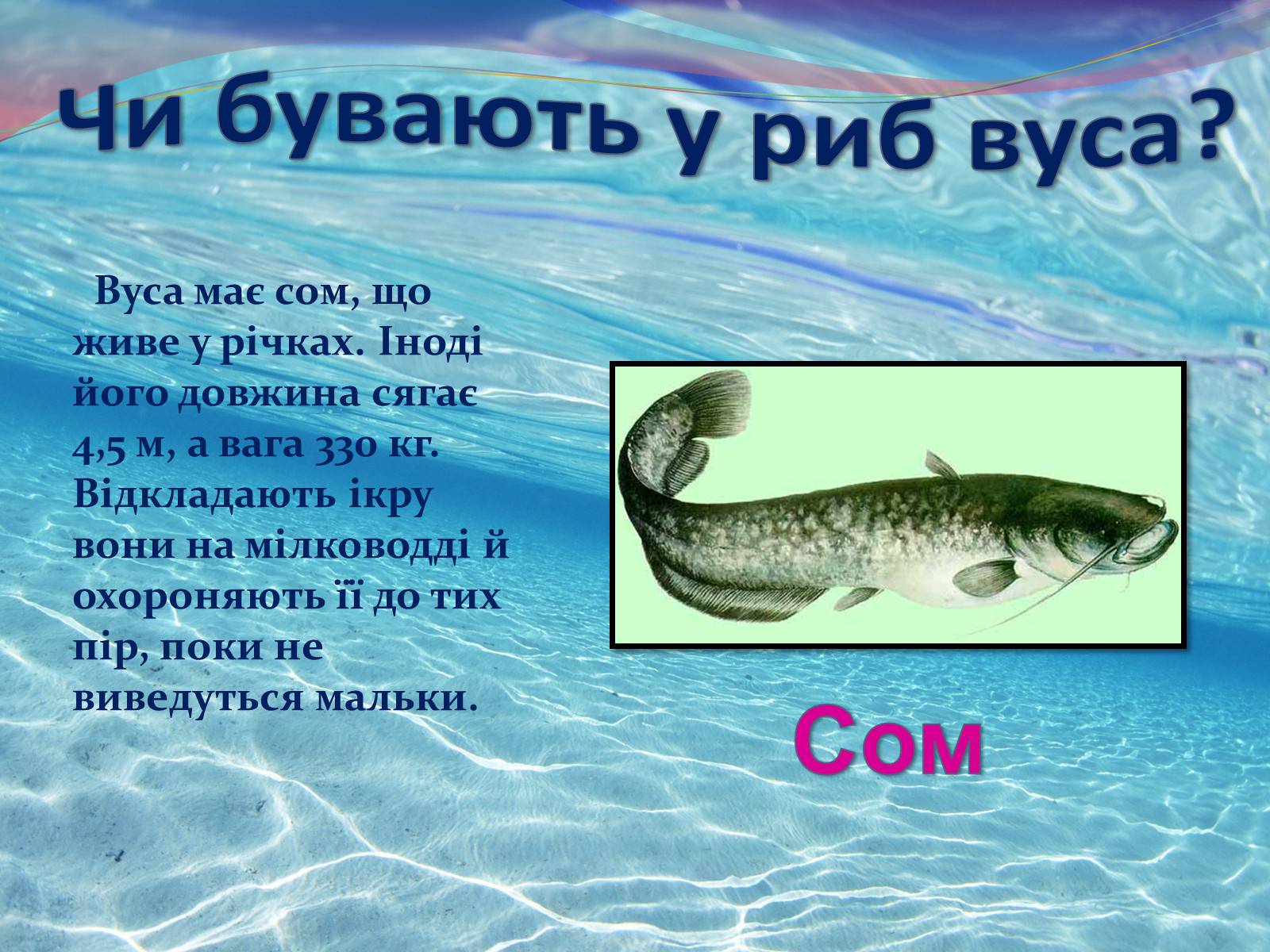 Презентація на тему «Цікаво про риб» - Слайд #16