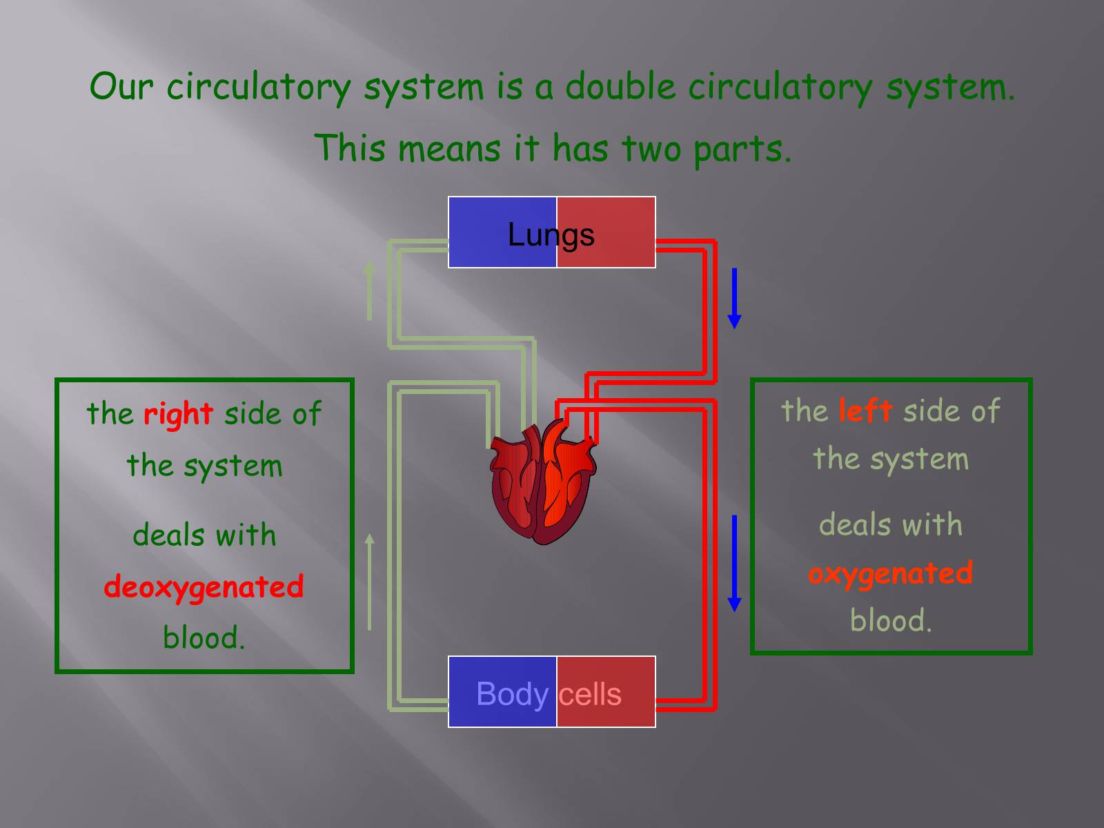 Презентація на тему «Circulatory System» - Слайд #4