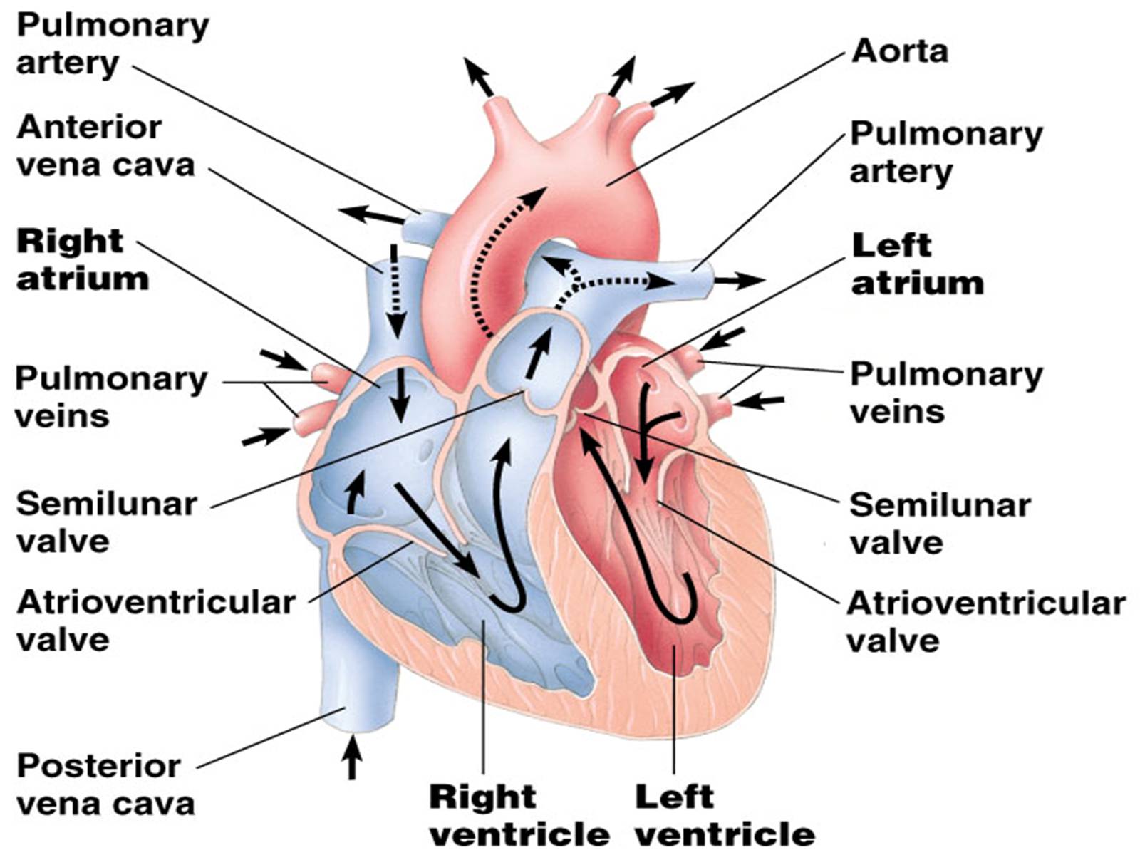Презентація на тему «Circulatory System» - Слайд #6