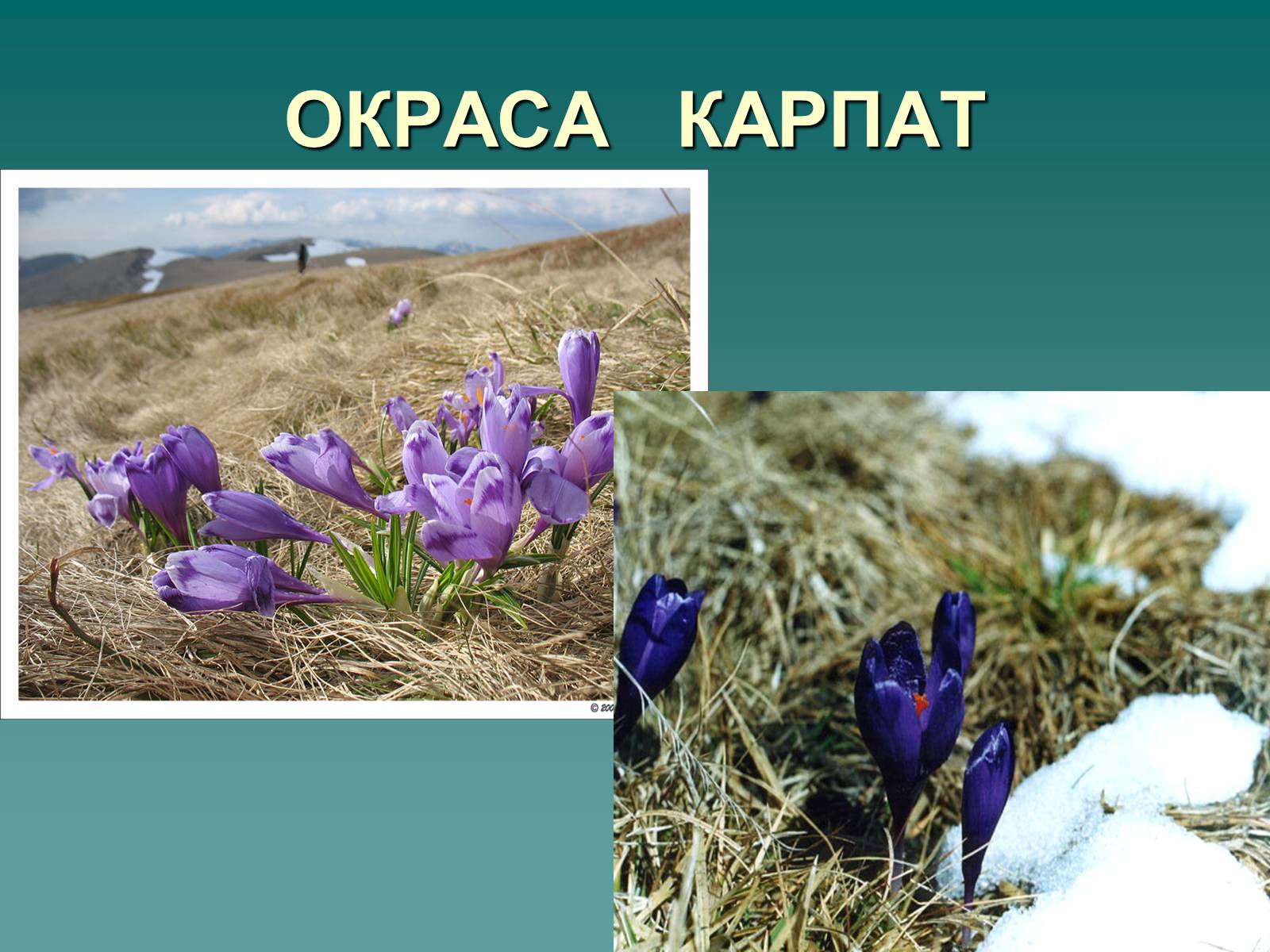 Презентація на тему «Українські Карпати» (варіант 1) - Слайд #22