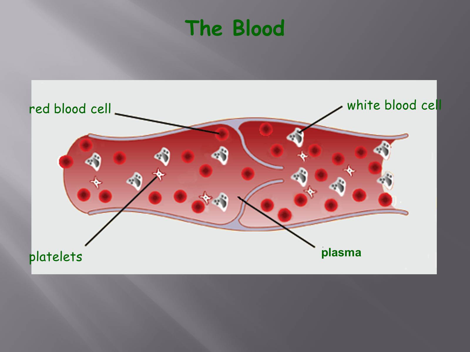 Презентація на тему «Circulatory System» - Слайд #13