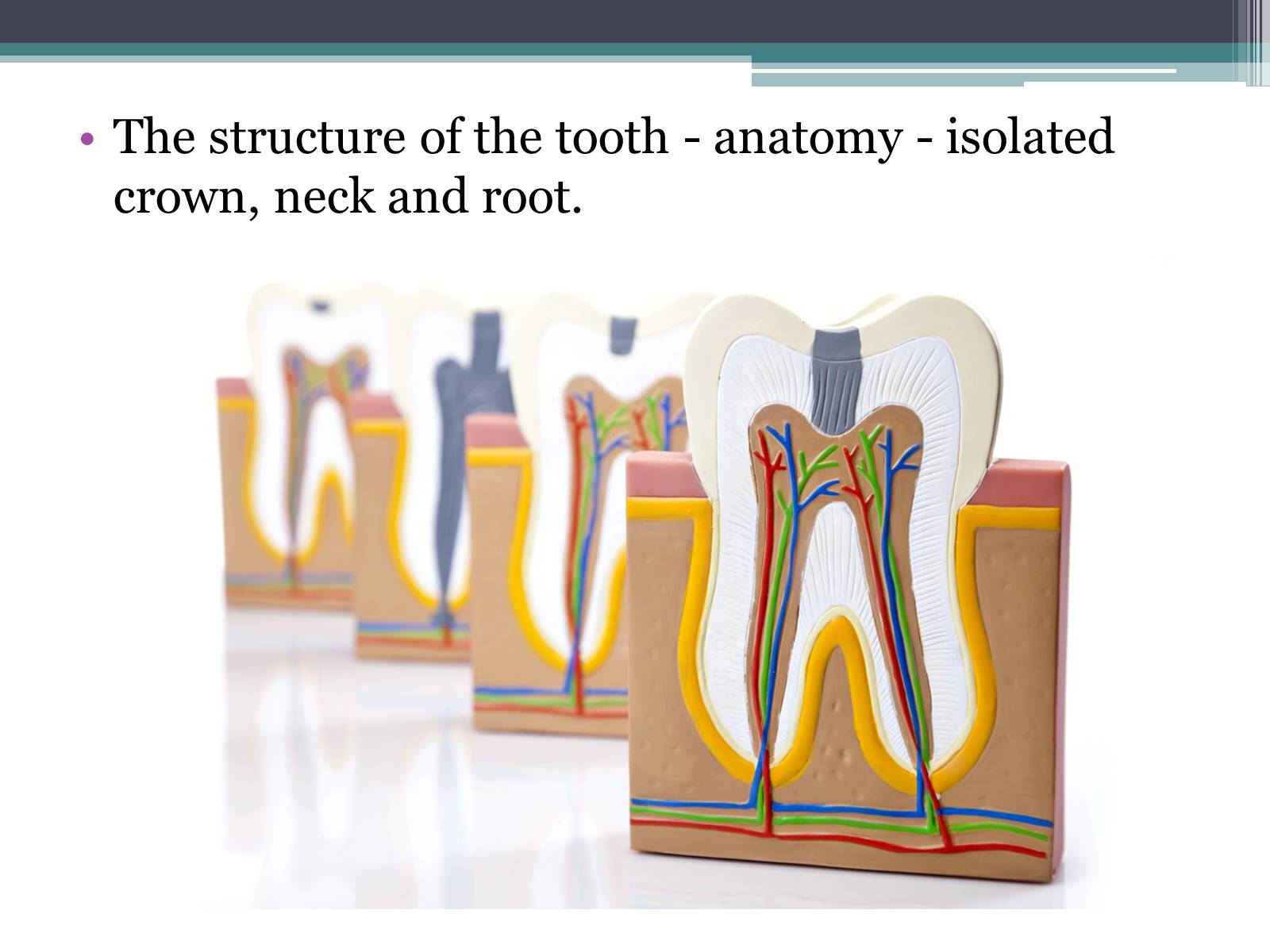 Презентація на тему «Teeth» - Слайд #5
