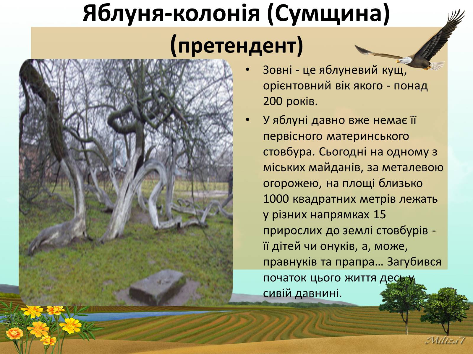 Презентація на тему «Чудеса України» - Слайд #13
