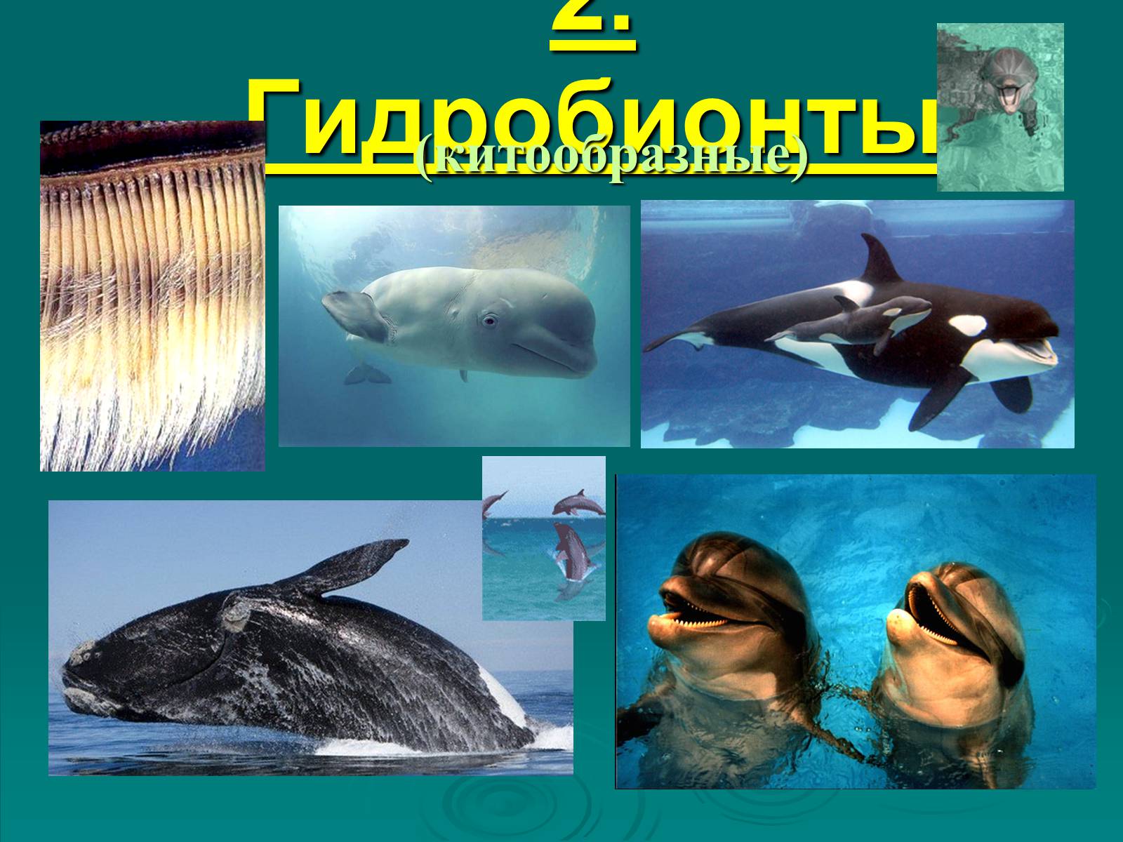 Презентація на тему «Класс Млекопитающие» (варіант 2) - Слайд #29