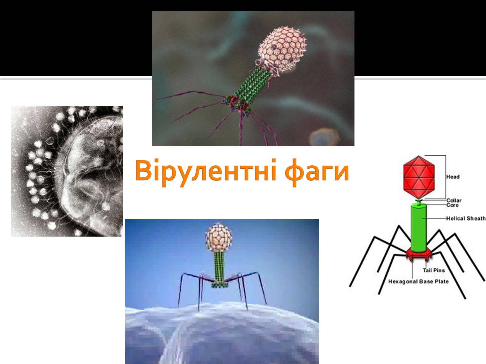Презентація на тему «Бактеріофаги» (варіант 1) - Слайд #4